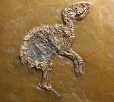 <i>Propalaeotherium hassiacum</i> - Messel horse